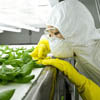 Продукты, содержащие ГМО, должны маркироваться